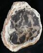Petrified Wood Round From Oregon - Cyber Monday Deal! #24194-1